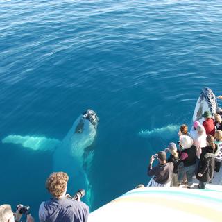 В Доминикане скоро стартует сезон наблюдения за горбатыми китами 